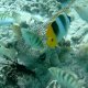 39- Diodon mangeur d'oursin entoure de poissons divers 
